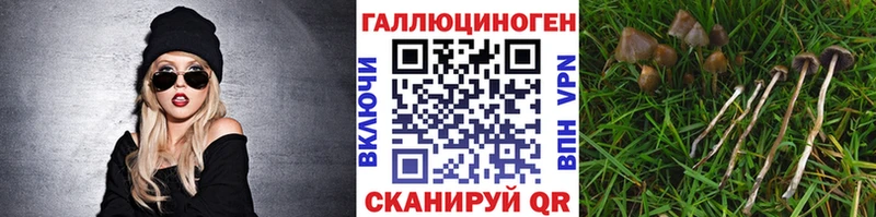 Галлюциногенные грибы Psilocybine cubensis  Ужур 